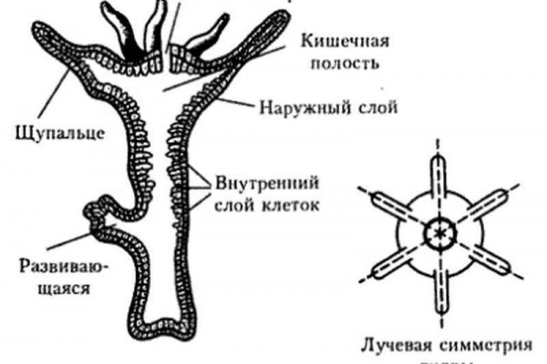 Kraken market зеркала