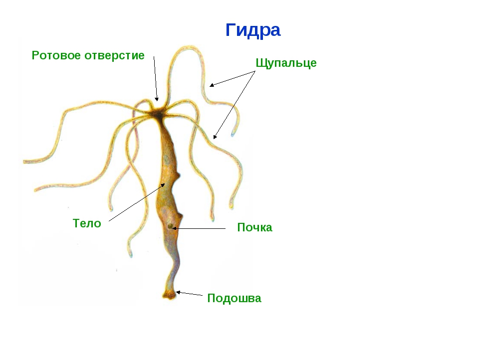 Кракен даркнет официальный сайт